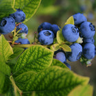 Yogurt - Blueberry Lavender