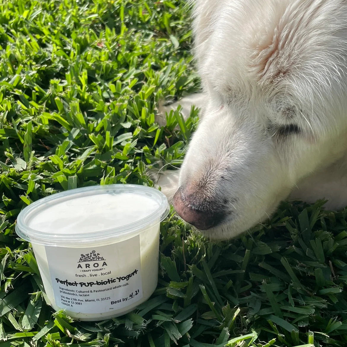 Yogurt – Perfect PUP-biotic
